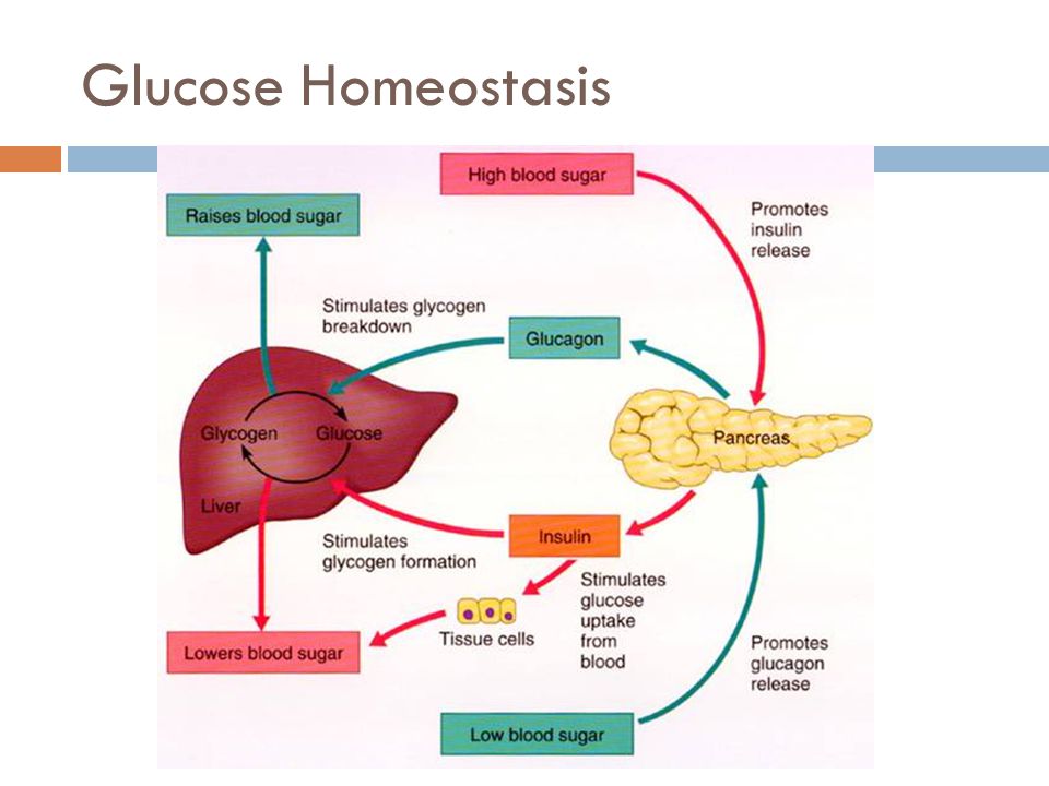 How Does the Liver Help Maintain Homeostasis?